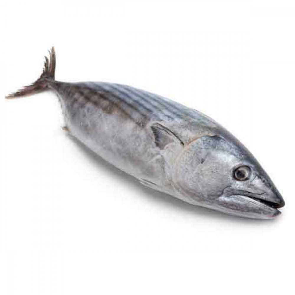 Tuna Fish Big Qatar 1kg