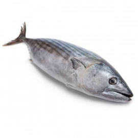 Tuna Fish Big Qatar 1kg