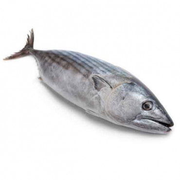 Tuna Fish Big Qatar 1kg