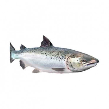 Salmon Norway 1kg