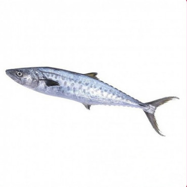 King Fish Medium Doha 1Kg