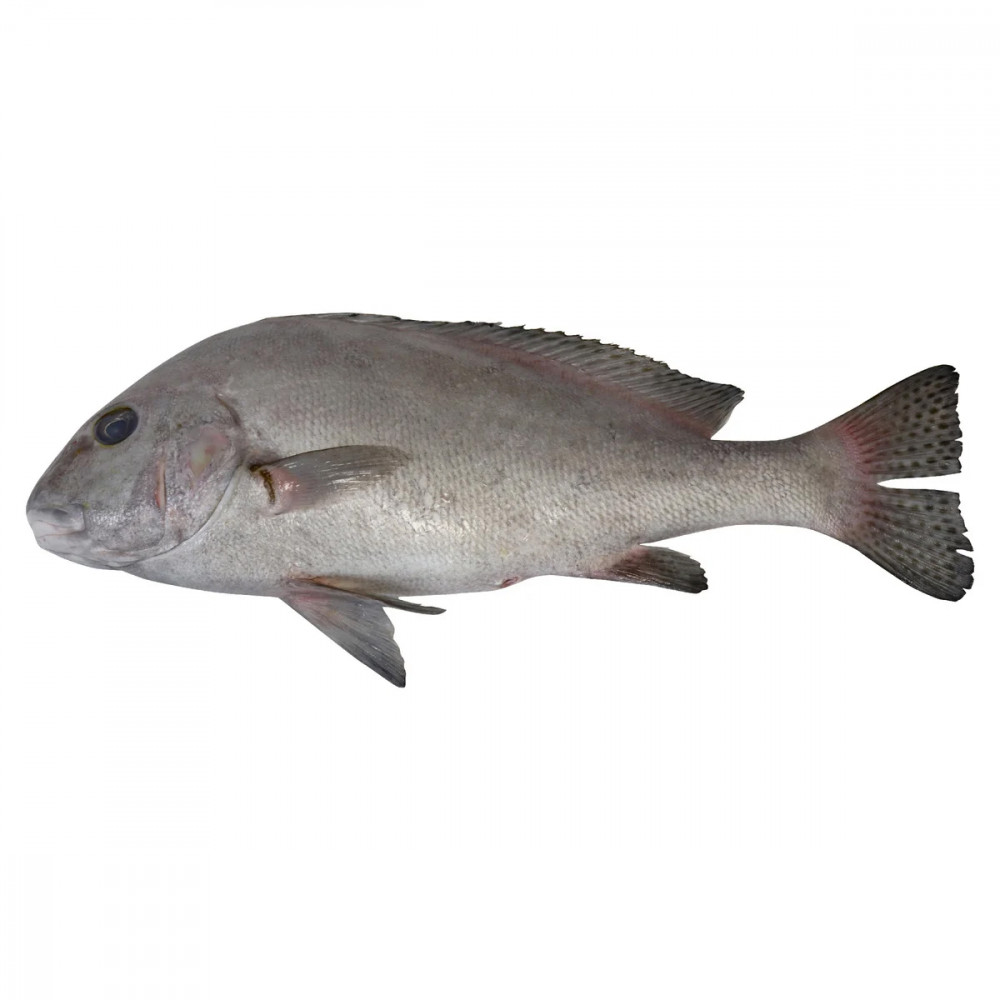 white-snapper-fish-doha-1kg